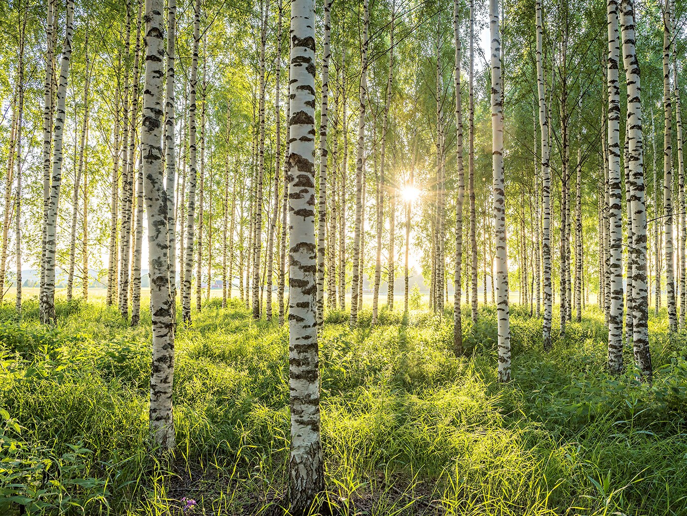 Field of birch trees